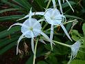 Hymenocallis White 